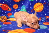 Cutie patootee, a male Chihuahua for sale in Camden, AR – 5 of 5
