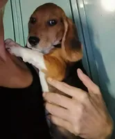 Pistol, a male Beagle for sale in Willisville, AR – 2 of 5