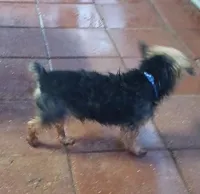 Jakaans Replice Rerun, a male Yorkshire Terrier for sale in Willisville, AR – Photo 2 of 3