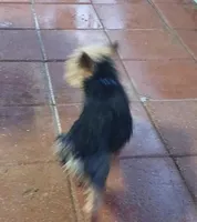 Jakaans Replice Rerun, a male Yorkshire Terrier for sale in Willisville, AR – Photo 3 of 3