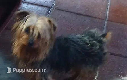Jakaans Replice Rerun – Yorkshire Terrier puppy for sale in Willisville, AR