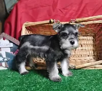 Akc Dallas, a male Miniature Schnauzer for sale in Willisville, AR – 4 of 5