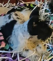 Cache , a female Miniature Schnauzer for sale in Willisville, AR – Photo 2 of 8