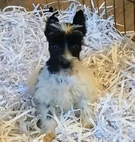 Cache , a female Miniature Schnauzer for sale in Willisville, AR – Photo 1 of 8