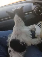 Cache , a female Miniature Schnauzer for sale in Willisville, AR – Photo 8 of 8