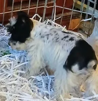 Cache , a female Miniature Schnauzer for sale in Willisville, AR – Photo 3 of 8