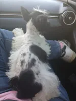 Cache , a female Miniature Schnauzer for sale in Willisville, AR – Photo 6 of 8