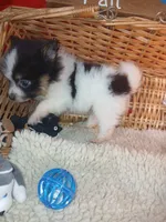 Fluffy, a female Pomeranian for sale in Camden, AR – 5 of 10