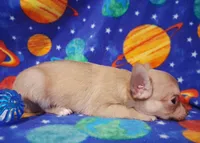 Cutie patootee, a male Chihuahua for sale in Camden, AR – 3 of 5