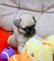 Chubby, a male Pug for sale in Willisville, AR – 1 of 4