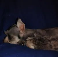 Dallas, a male Miniature Schnauzer for sale in Willisville, AR – 3 of 7