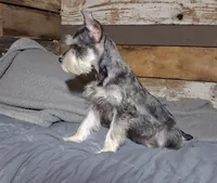 Dallas, a male Miniature Schnauzer for sale in Camden, AR – 3 of 9