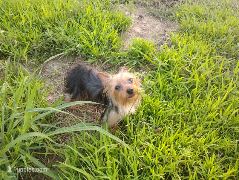 Baby Bear – Yorkshire Terrier puppy for sale in Camden, AR
