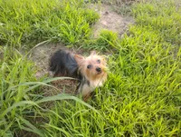 Sammy, a male Yorkshire Terrier for sale in Waldo, AR – 3 of 8
