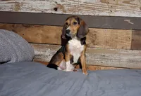 Sport, a male Beagle for sale in Camden, AR – 5 of 6