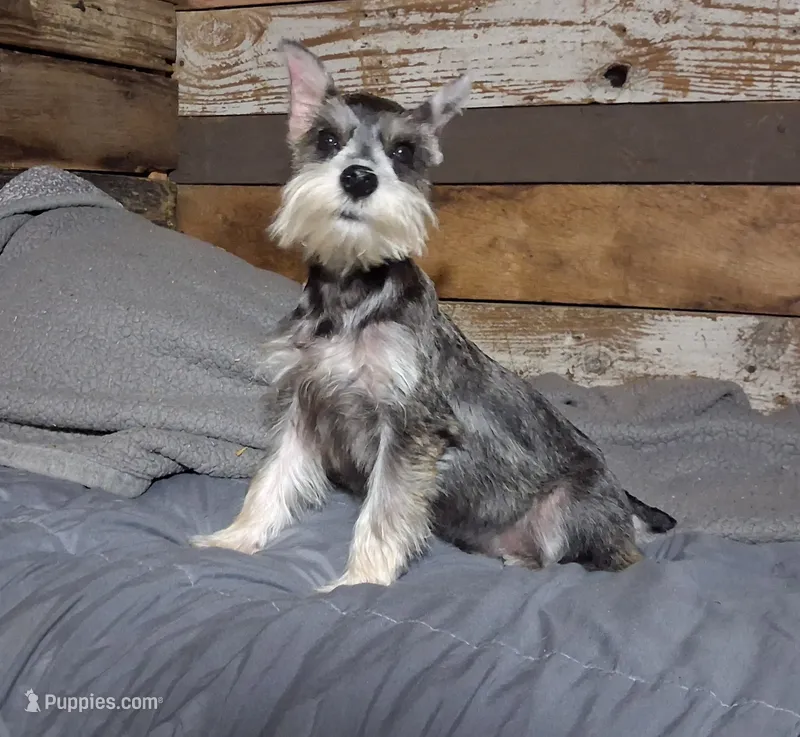 Dallas – Miniature Schnauzer puppy for sale in Camden, AR