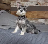 Dallas, a male Miniature Schnauzer for sale in Camden, AR – 2 of 9