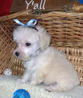 Albert, a male Poodle - Toy  for sale in Willisville, AR – 4 of 6