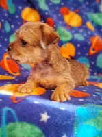 Milo, a male Yorkshire Terrier for sale in Waldo, AR – 6 of 6
