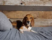Pistol, a male Beagle for sale in Camden, AR – 3 of 10