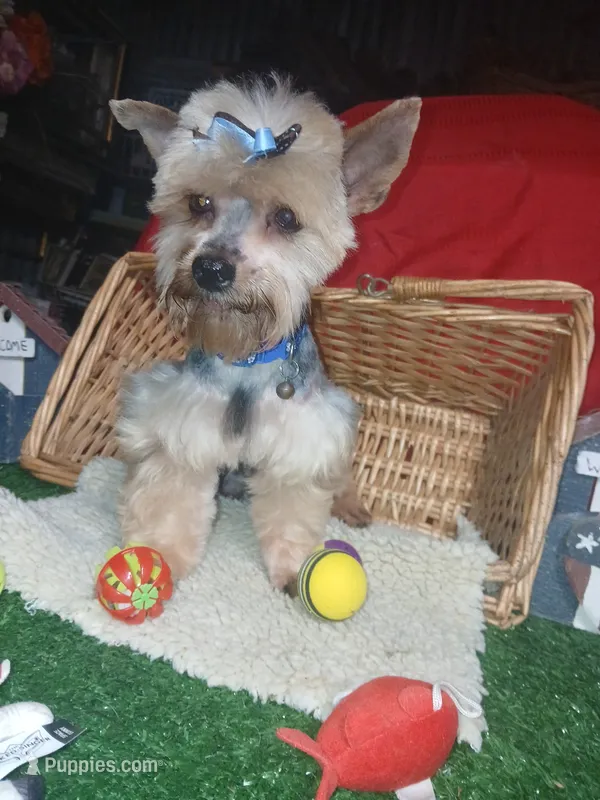 Jaksons Replice Rerun – Yorkshire Terrier puppy for sale in Willisville, AR