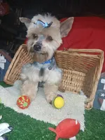 Jaksons Replice Rerun, a male Yorkshire Terrier for sale in Willisville, AR – 1 of 9