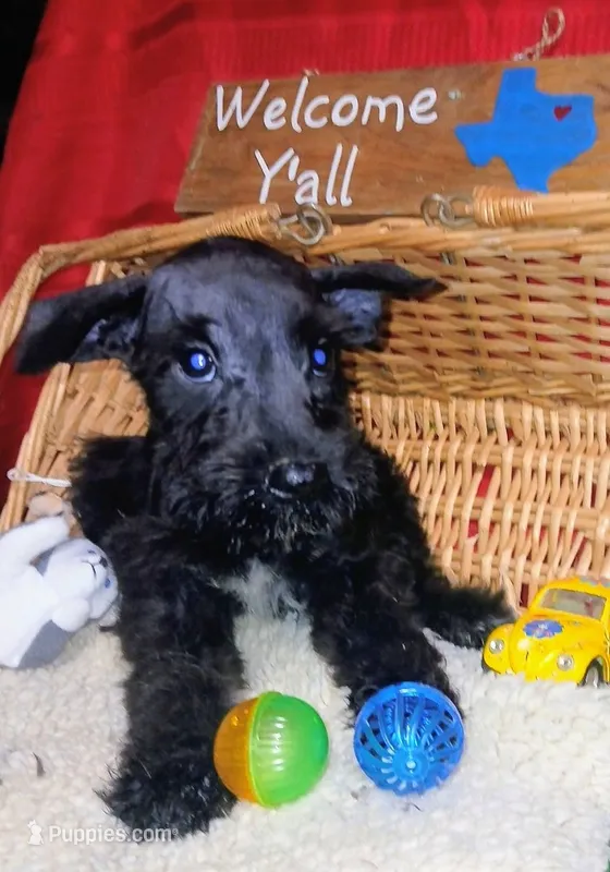 Akc Coal  – Miniature Schnauzer puppy for sale in Willisville, AR