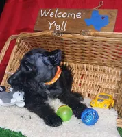 Akc Coal , a male Miniature Schnauzer for sale in Willisville, AR – 3 of 3
