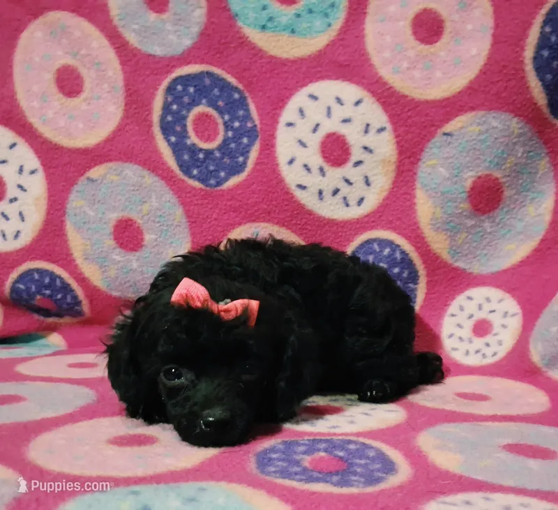 Curly q – Poodle - Toy  puppy for sale in Camden, AR