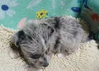Bluey, a male Chihuahua and Yorkshire Terrier for sale in Willisville, AR – 4 of 4