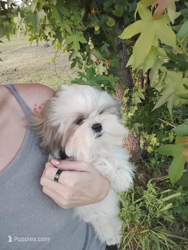 Hulu – Shih Tzu puppy for sale in Waldo, AR