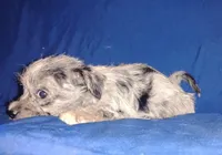 Bluey, a male Chihuahua and Yorkshire Terrier for sale in Willisville, AR – 3 of 4