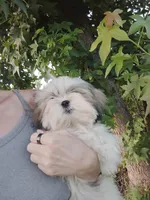 Hulu, a male Shih Tzu for sale in Willisville, AR – 2 of 3