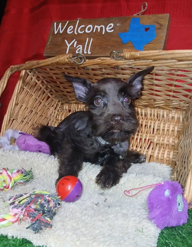 Akc Susie  – Miniature Schnauzer puppy for sale in Willisville, AR