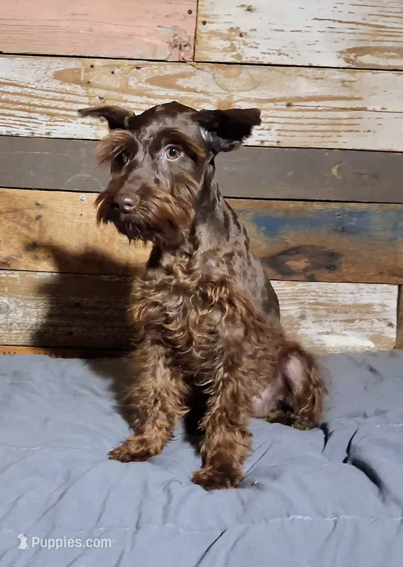 Chocolate Susie  – Miniature Schnauzer puppy for sale in Camden, AR