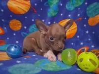 Cutie doodee, a male Chihuahua for sale in Camden, AR – 3 of 9