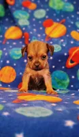 Marty, a male Yorkshire Terrier for sale in Waldo, AR – 3 of 4