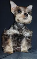 Dallas, a male Miniature Schnauzer for sale in Willisville, AR – 4 of 7