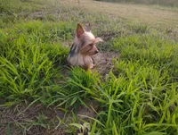 Sammy, a male Yorkshire Terrier for sale in Waldo, AR – 2 of 8