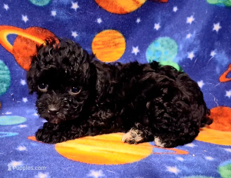 Squiggle – Poodle - Toy  puppy for sale in Camden, AR