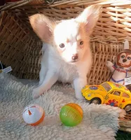 Fuzzy Wazzy, a male Chihuahua for sale in Willisville, AR – 2 of 4