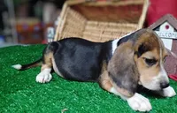 Rifle , a male Beagle for sale in Willisville, AR – 3 of 4