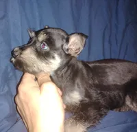 Akc Taylor, a female Miniature Schnauzer for sale in Willisville, AR – 2 of 6