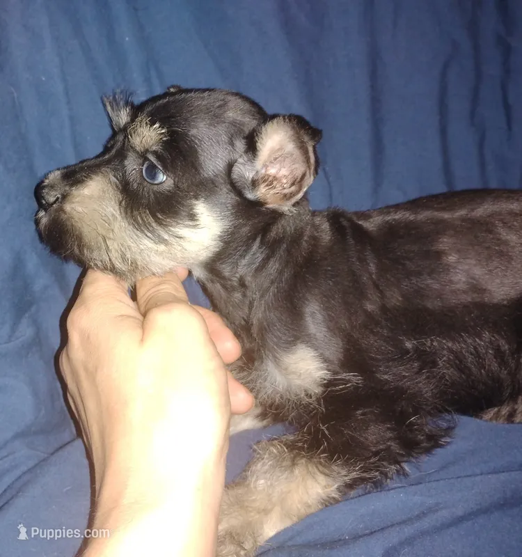 Akc Taylor – Miniature Schnauzer puppy for sale in Willisville, AR