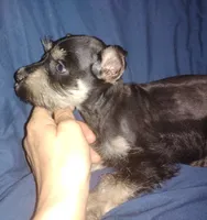 Akc Taylor, a female Miniature Schnauzer for sale in Willisville, AR – 1 of 6