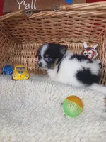 Happy, a male Pomeranian for sale in Camden, AR – 6 of 10