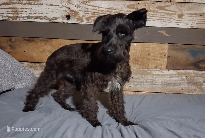Coal  – Miniature Schnauzer puppy for sale in Camden, AR