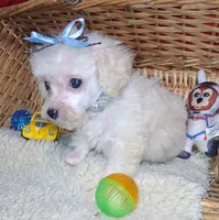 Albert, a male Poodle - Toy  for sale in Willisville, AR – 2 of 6