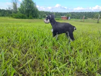 Akc Taylor, a female Miniature Schnauzer for sale in Willisville, AR – 2 of 10