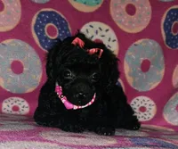 Curly q, a female Poodle - Toy  for sale in Camden, AR – 4 of 7
